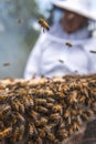 Selective focus of a group of bees in a hive with an unfocused beekeeper observing