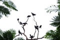 In selective focus a group of black crows sitting on a dead tree trunk with green leaves ,white isolated background Royalty Free Stock Photo