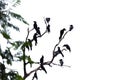 In selective focus a group of black crows sitting on a dead tree trunk with green leaves ,white isolated background Royalty Free Stock Photo