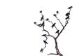 In selective focus a group of black crows sitting on dead tree trunk,white isolated background with copy space Royalty Free Stock Photo