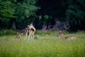 Selective focus of a group of deers having rest in the grass with blurred forest background