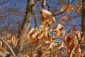 Group of dried beech leaves