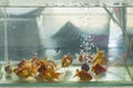 Selective focus of Group of goldfishes swimming inside the fish tank