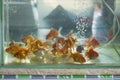Selective focus of Group of goldfishes swimming inside the fish tank