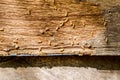 Selective focus on the group of termites on the wood floor