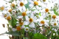 In selective focus a group of white sweet wild flower blossom with sunlight Royalty Free Stock Photo