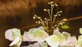 Selective focus on groups of freshness colorful Adiantum Maidenhair fern leaves on deeep forest swamp background