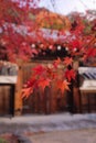 Selective focus of the growing beautiful Japanese red maple tree leaves on the branches in autumn Royalty Free Stock Photo