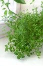 Selective Focus Growing herbs on the windowsill. Young sprouts of marjoram in a pot on a white windowsill. At home