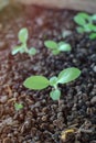 Selective focus growing sprout with flare effect Royalty Free Stock Photo