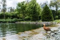 Focus of gull standing in river with flowing water Royalty Free Stock Photo