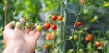 Selective focus on hand gently touching ripe and unripe cherry tomatoes on branch with blurred foliage in background Royalty Free Stock Photo