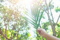 Selective focus hand holding palm leaf on sun silhouette with copy space. Palm Sunday celebration Royalty Free Stock Photo