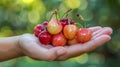 Selective focus hand holding ripe cherries on blurred background, with copy space Royalty Free Stock Photo