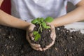 Selective focus of hands Asian child boy holding a little green plant with soil. Growing tree. Spring season. Save environment. Royalty Free Stock Photo