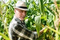 selective focus of happy farmer touching corn near green leaves.