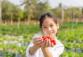 Happy girl child holding fresh red organic strawberries in the garden Royalty Free Stock Photo