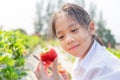 Happy girl child holding and looking fresh red organic strawberries in the garden Royalty Free Stock Photo