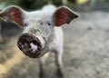 Selective focus. Happy pig with dirty snout poses for the camera Royalty Free Stock Photo