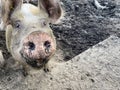 Selective focus. Happy pig with dirty snout poses for the camera Royalty Free Stock Photo