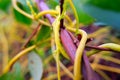 Selective focus at haustorium ofCuscuta, Dodder or Amarbe Royalty Free Stock Photo