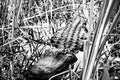 Selective focus on the head of an American Allegator hiding in the swamp grass in the Florida Everglades. Royalty Free Stock Photo