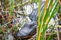 Selective focus on the head of an American Allegator hiding in the swamp grass in the Florida Everglades. Royalty Free Stock Photo