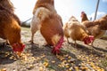 Selective focus head of a rooster that eats corn kernels that are spilled on the ground. Copy Space. Agriculture Royalty Free Stock Photo
