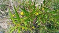 Selective Focus of Heimia Salicifolia During the Day Royalty Free Stock Photo