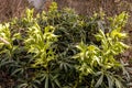 Selective focus on Helleborus argutifolius Corsican Hellebore plants near a river in autumn