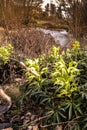 Selective focus on Helleborus argutifolius Corsican Hellebore plants near a river in autumn