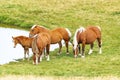 Selective Focus - Herd of wild horses in the Andorran Pyrenees enjoying the wildlife Royalty Free Stock Photo