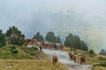 Selective Focus - Herd of wild horses in the Andorran Pyrenees walking in the fog Royalty Free Stock Photo