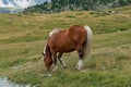 Selective Focus - Herd of wild horses in the Andorran Pyrenees enjoying the wildlife Royalty Free Stock Photo