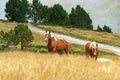 Selective Focus - Herd of wild horses in the Andorran Pyrenees walking in the fog Royalty Free Stock Photo