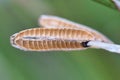 Selective focus of a Hermetia illucens larva on a green background