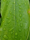 Selective focus high saturation and high contrast close up raindrops on green leaf