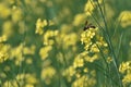 Selective focus on a Honey bee sitting on a yellow mustard flower Royalty Free Stock Photo