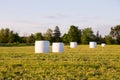 Selective focus horizontal photo of hay balls wrapped in white plastic in field illuminated by the sun Royalty Free Stock Photo