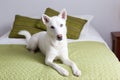 Selective focus horizontal portrait of stunning white husky lying down