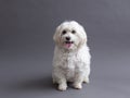 Selective focus horizontal view of cute Maltese mixed dog staring intently with mouth open