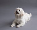 Selective focus horizontal view of cute Maltese mixed dog staring up intently with mouth open while lying down