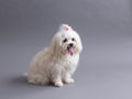 Selective focus horizontal view of cute petite female Maltese mixed dog staring intently with mouth open