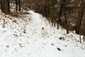 Selective focus horizontal view of gorgeous samoyed dog mouth wide open barking while standing unleashed outdoors