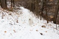 Selective focus horizontal view of gorgeous samoyed dog walking unleashed outdoors