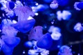 School of pink and blue jellyfish seen floating in tank against dark background