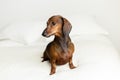 Selective focus horizontal view of senior smooth-haired tan-red dachshund sitting in profile on bed Royalty Free Stock Photo