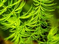 Selective focus of Hornwort plant Ceratophyllum demersum on a fish tank - macro close up