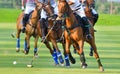 Selective focus the Horse Polo players Royalty Free Stock Photo