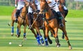 Selective focus the horse polo players Royalty Free Stock Photo